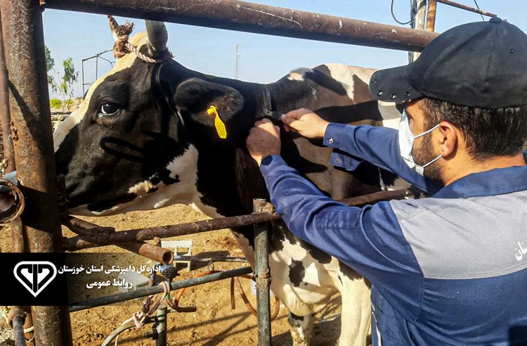 پایان عملیات تست سل در جمعیت دام سنگین شهرستان هفتکل 